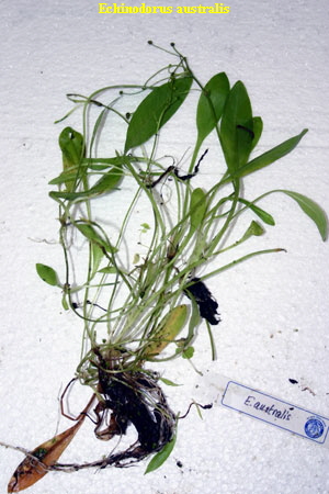 Echinodorus australis