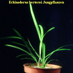 Echinodorus berteroi, Jungpflanzen