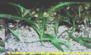 E. bolivianus als Vordergrundpflanze im Aqaurium