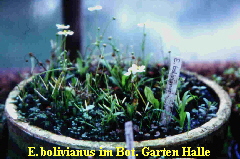 E. bolivianus im Bot. Garten Halle