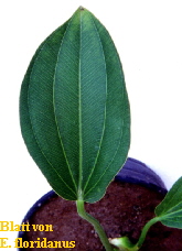 Echinodorus floridanus Blatt