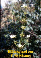 Echinodorus floridanus