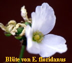 Echinodorus floridanus Bluete