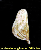 Echinodorus glaucus, Nuesschen