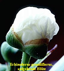 Echinodorus grandiflorus