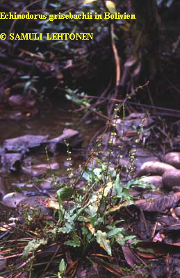 Echinodorus grisebachii in Bolivien