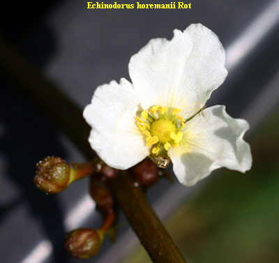 Echinodorus horemanii Rot