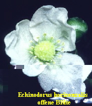 Echinodorus horizontalis- offene Bluete