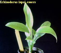 Echinodorus inpai