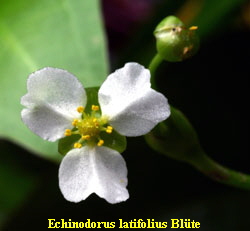 Echinodorus latifolius