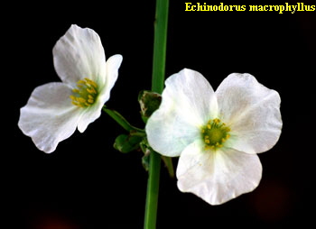 Echinodorus macrophyllus