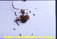 Echinodorus martii-Samen