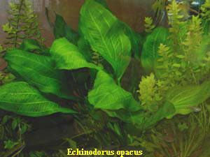 Echinodorus opacus