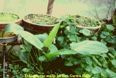 Echinodorus ovalis im Bot. Garten Halle