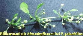 Bluetenstand  mit Adventivpflanzen bei Echinodorus palaefolius