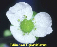 Blte von E. parviflorus