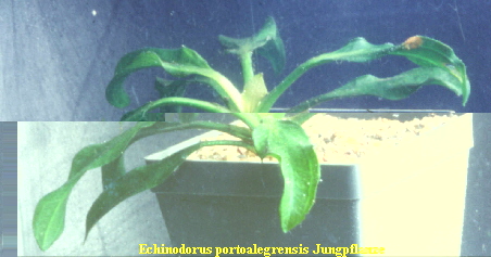 Junge Echinodorus portoalegrensis