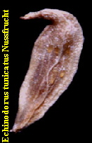 Echinodorus tunicatus