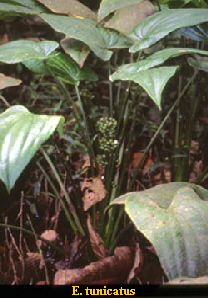 Echinodorus tunicatus