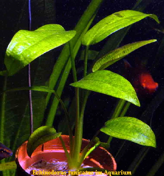 Echinodorus tunicatus im Aquarium