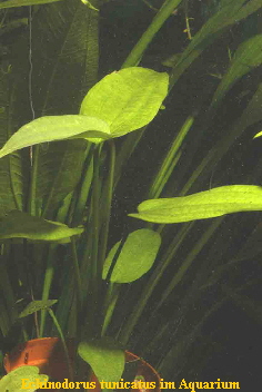 Echinodorus tunicatus im Aquarium