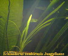 Echinodorus zombiensis