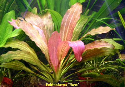 Echinodorus 'Rose'