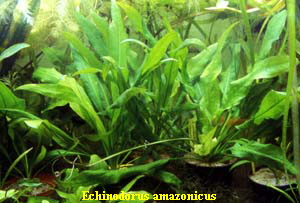 Echinodorus amazonicus