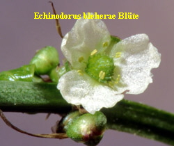 Echinodorus bleheri Bluete