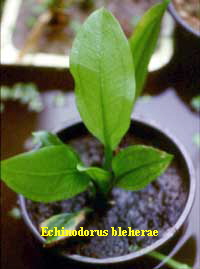 Echinodorus bleherae