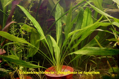 Echinodorus bleherae - Jungpflanze im Aquarium