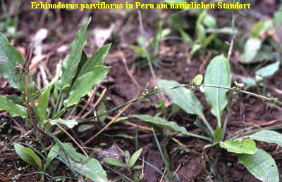 Echinodorus parviflorus in Peru