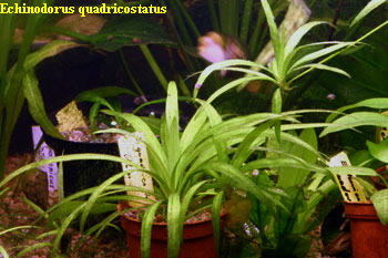 Echinodorus quadricostatus