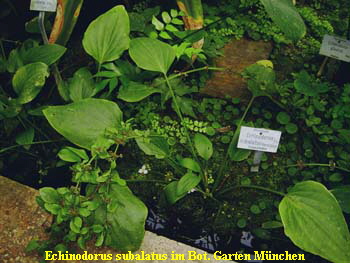 Echinodorus subalatus