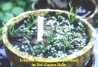 Echinodorus tenellus var. parvulus
im Bot. Garten Halle