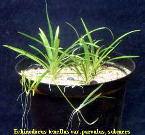 Echinodorus tenellus var. parvulus