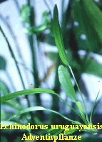 Echinodorus uruguayensis
Adventivpflanze