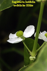 weibliche Blüte von Sagittaria latifolia